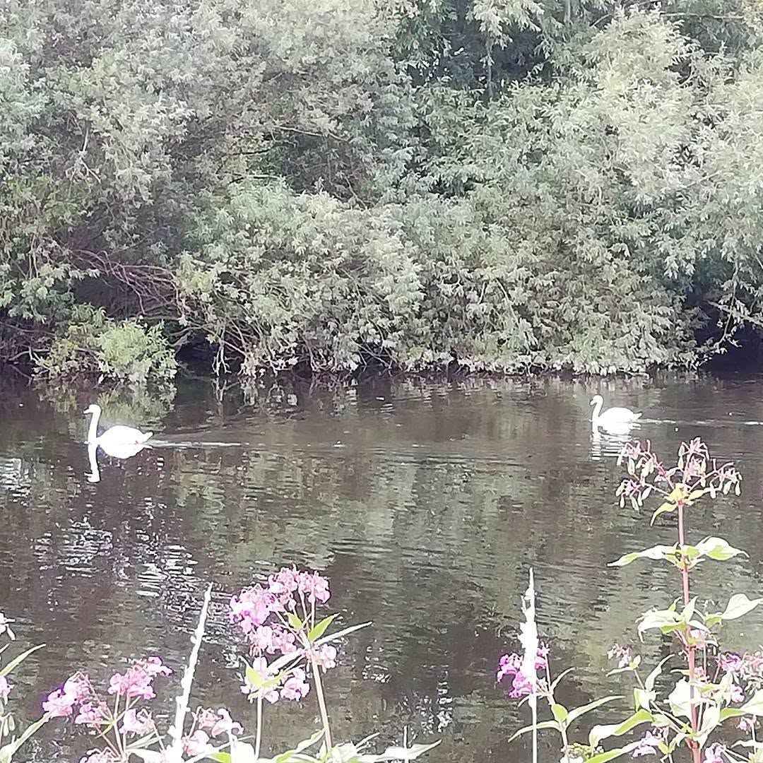 Swans on the river